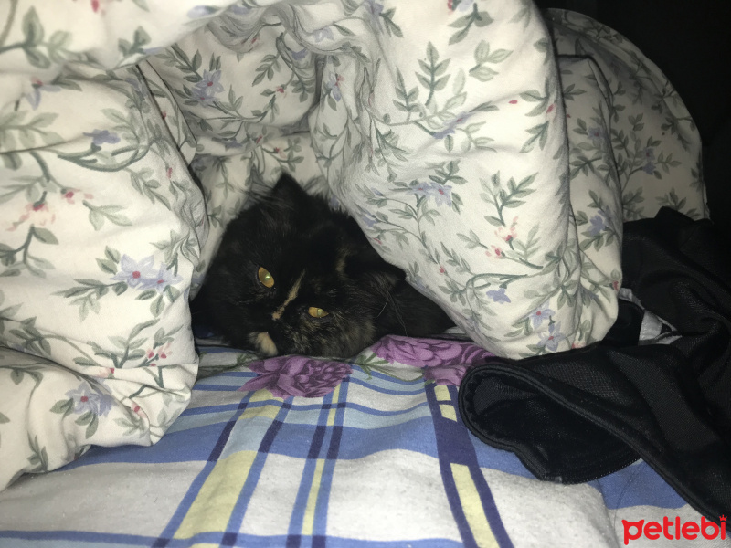 İran Kedisi (Persian), Kedi  Leyla fotoğrafı