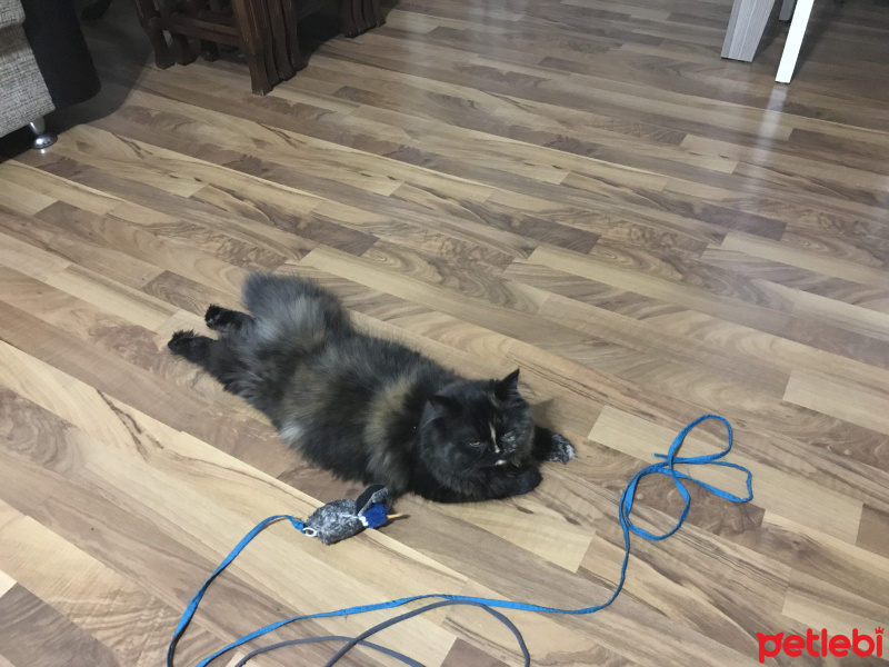 İran Kedisi (Persian), Kedi  Leyla fotoğrafı