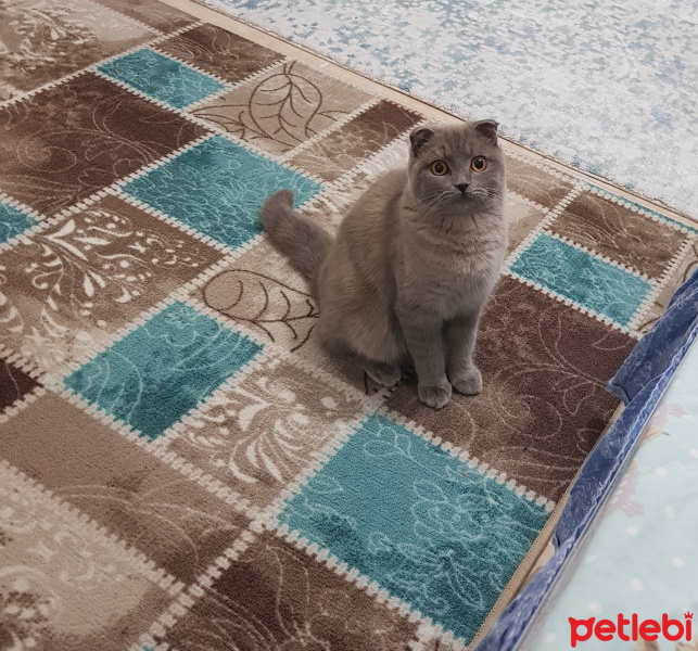 Scottish Fold, Kedi  Lia fotoğrafı