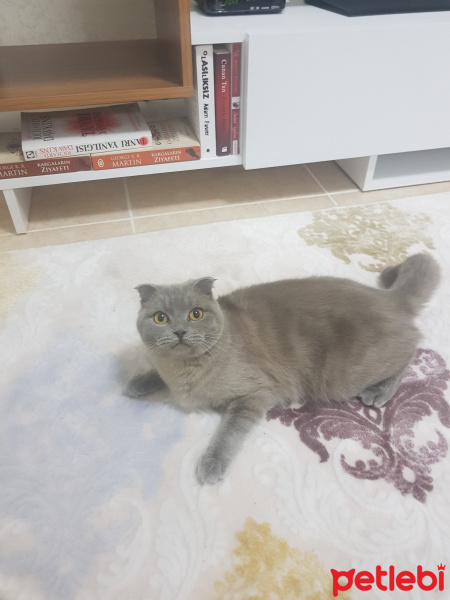 Scottish Fold, Kedi  Lia fotoğrafı