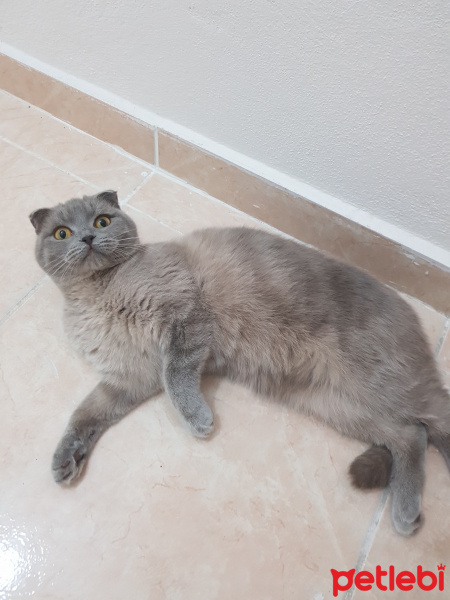 Scottish Fold, Kedi  Lia fotoğrafı