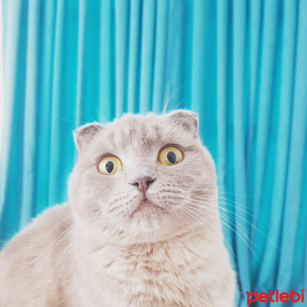 Scottish Fold, Kedi  Lia fotoğrafı