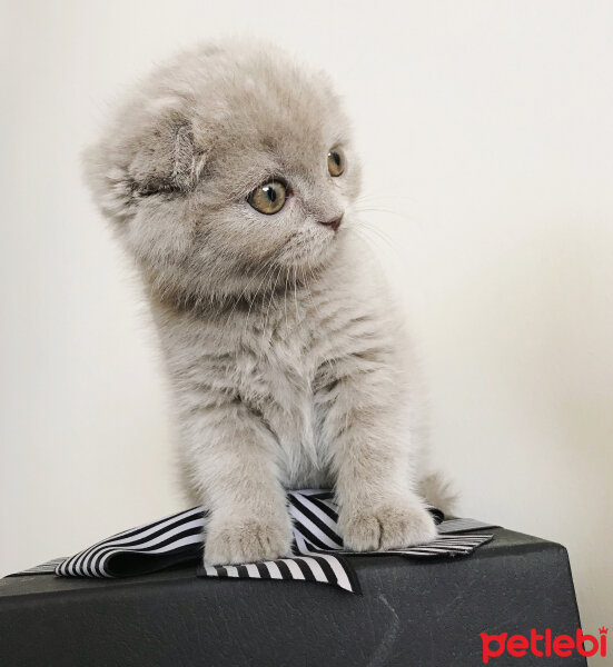 Scottish Fold, Kedi  Lia fotoğrafı