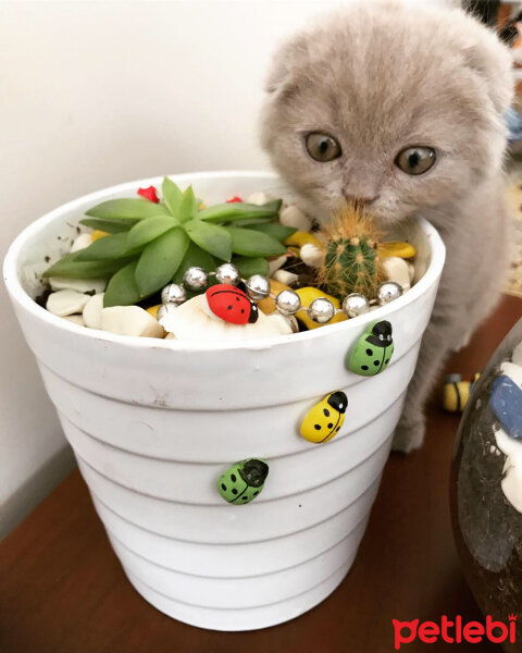 Scottish Fold, Kedi  Lia fotoğrafı