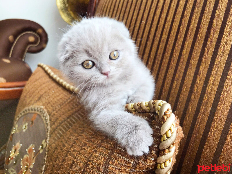 Scottish Fold, Kedi  Lia fotoğrafı