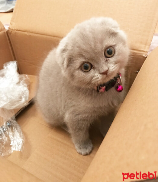 Scottish Fold, Kedi  Lia fotoğrafı