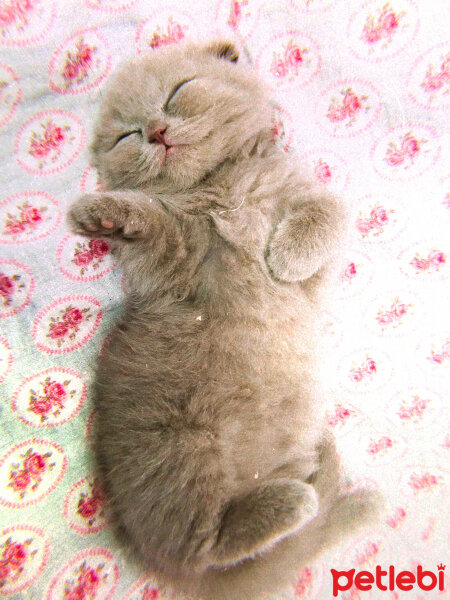 Scottish Fold, Kedi  Lia fotoğrafı