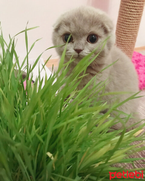 Scottish Fold, Kedi  Lia fotoğrafı