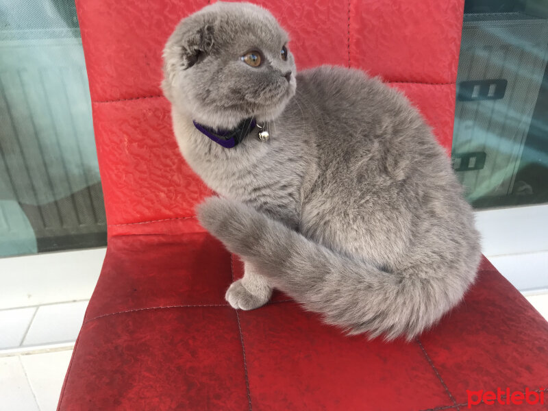 Scottish Fold, Kedi  Lia fotoğrafı