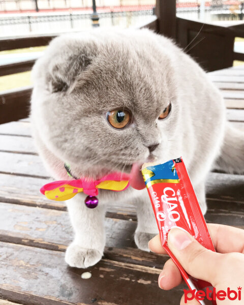 Scottish Fold, Kedi  Lia fotoğrafı