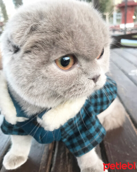 Scottish Fold, Kedi  Lia fotoğrafı