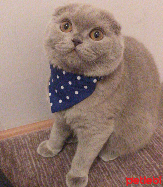 Scottish Fold, Kedi  Lia fotoğrafı