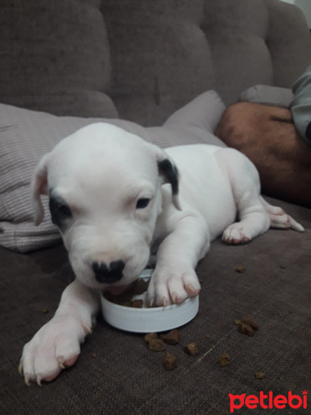 Dogo Arjantin, Köpek  Ares fotoğrafı
