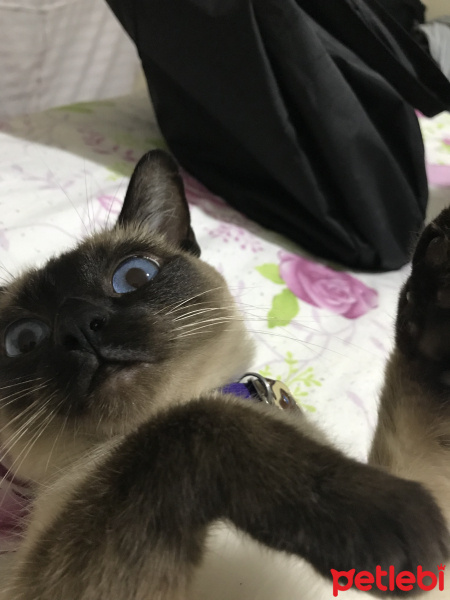Siyam Kedisi, Kedi  Lucy fotoğrafı