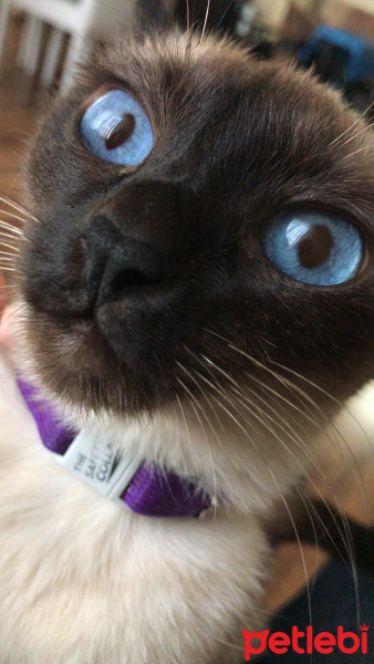 Siyam Kedisi, Kedi  Lucy fotoğrafı