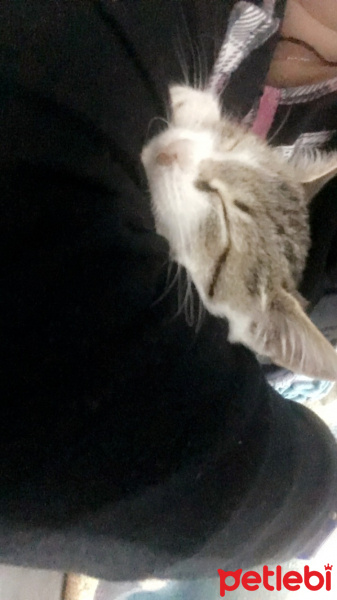 Tekir Kedi, Kedi  Şaşkın fotoğrafı