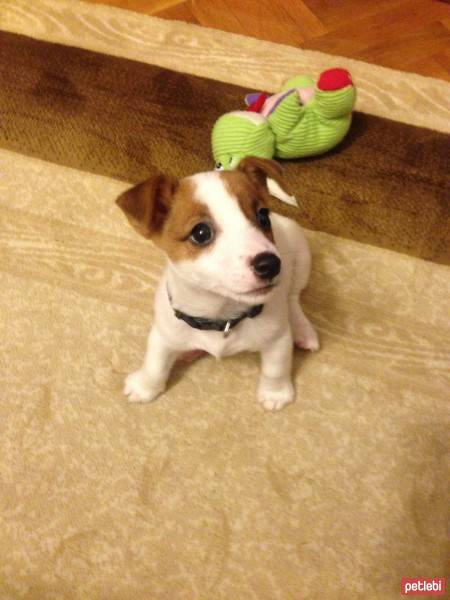 Jack Russell Terrier, Köpek  sezar fotoğrafı