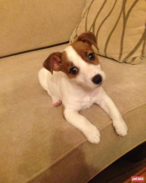 Jack Russell Terrier, Köpek  sezar fotoğrafı