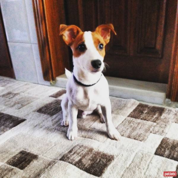 Jack Russell Terrier, Köpek  sezar fotoğrafı