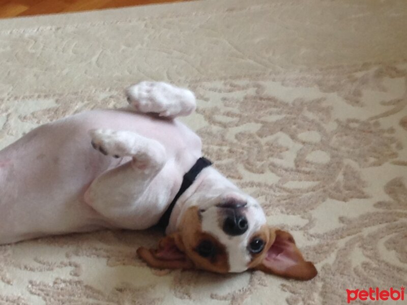 Jack Russell Terrier, Köpek  sezar fotoğrafı