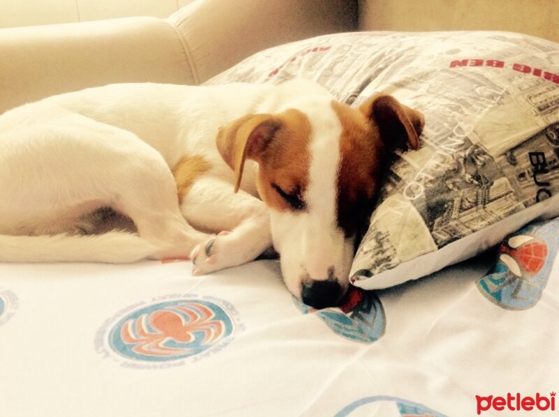 Jack Russell Terrier, Köpek  sezar fotoğrafı