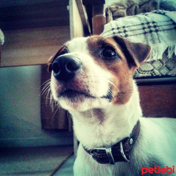 Jack Russell Terrier, Köpek  sezar fotoğrafı