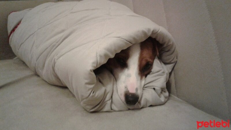 Jack Russell Terrier, Köpek  sezar fotoğrafı