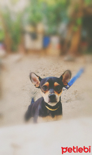 Minyatür Pinscher, Köpek  Barnie fotoğrafı