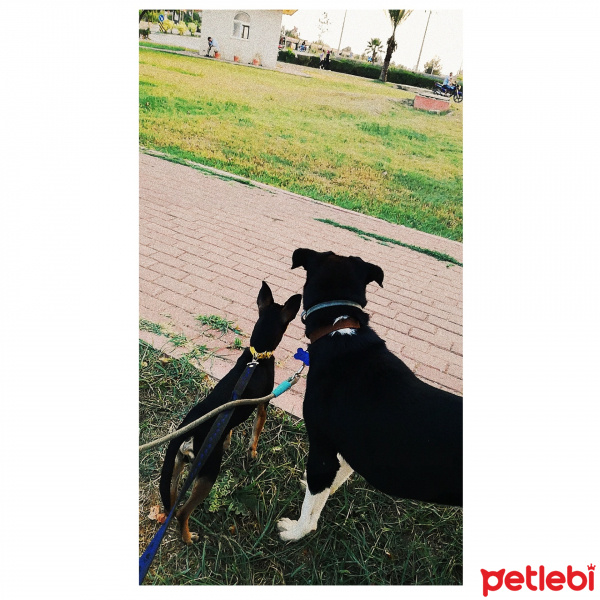 Minyatür Pinscher, Köpek  Barnie fotoğrafı