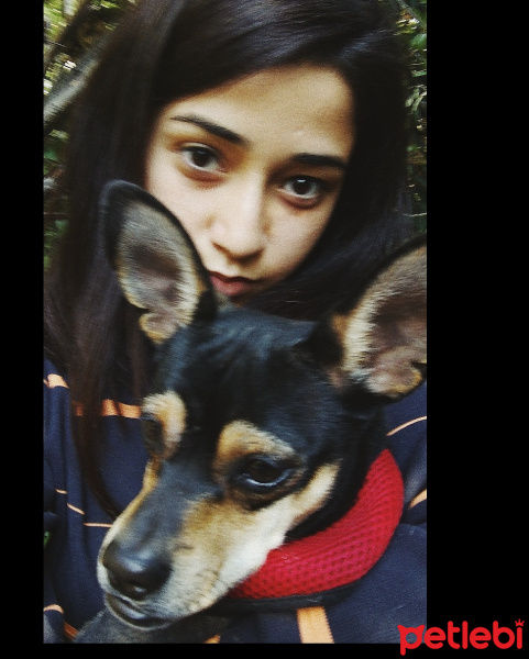 Minyatür Pinscher, Köpek  Barnie fotoğrafı
