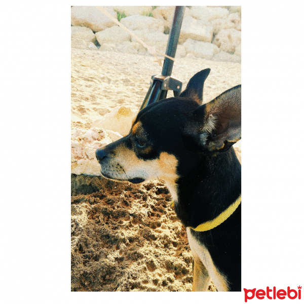 Minyatür Pinscher, Köpek  Barnie fotoğrafı