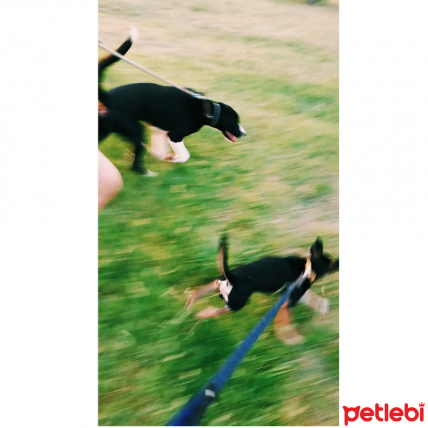 Minyatür Pinscher, Köpek  Barnie fotoğrafı