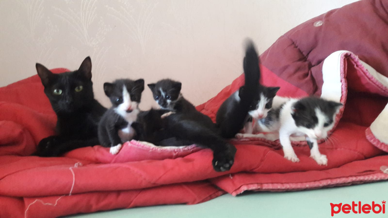 Tekir Kedi, Kedi  Lokum - Zümrüt - Düğme - Boncuk fotoğrafı