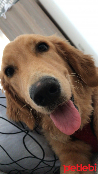 Golden Retriever, Köpek  Coy-coy fotoğrafı