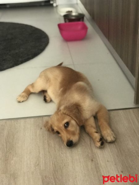 Golden Retriever, Köpek  Coy-coy fotoğrafı