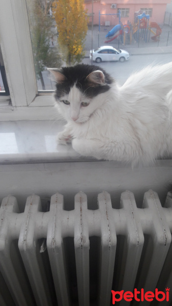 Tekir Kedi, Kedi  Pamuk fotoğrafı