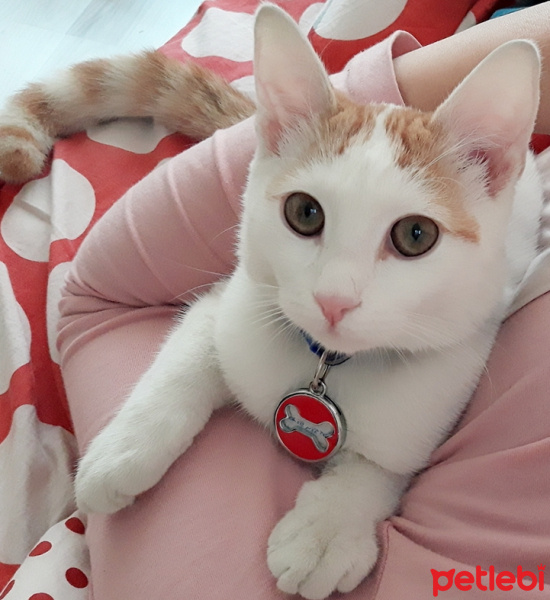 Tekir Kedi, Kedi  Pamuk fotoğrafı