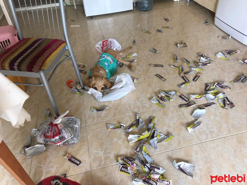 İngiliz Cocker Spaniel, Köpek  Kestane fotoğrafı