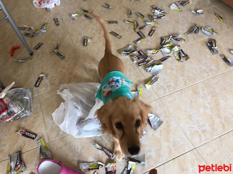 İngiliz Cocker Spaniel, Köpek  Kestane fotoğrafı