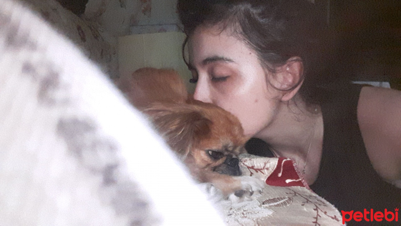 Pekingese, Köpek  Fındık fotoğrafı