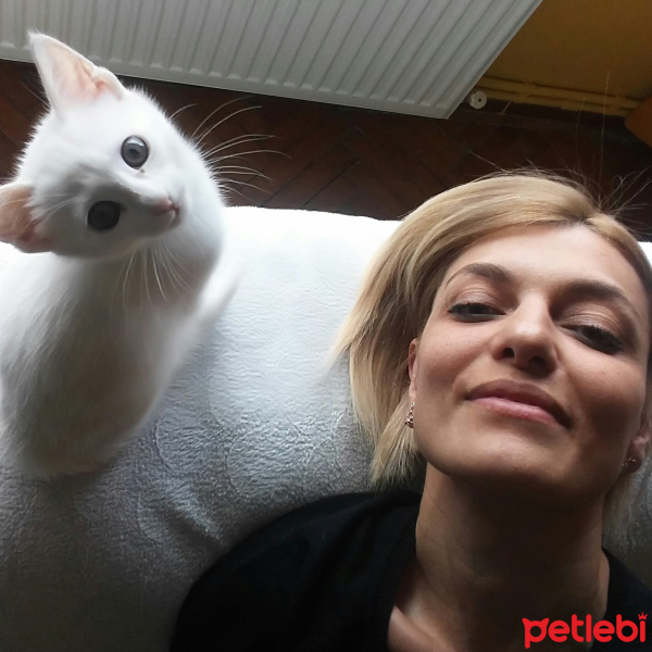 Ankara Kedisi, Kedi  Mia fotoğrafı