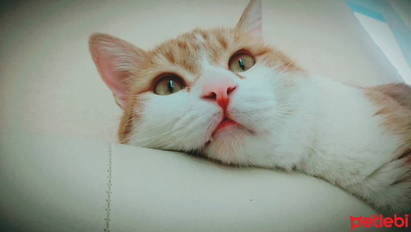 Tekir Kedi, Kedi  Pisimen fotoğrafı