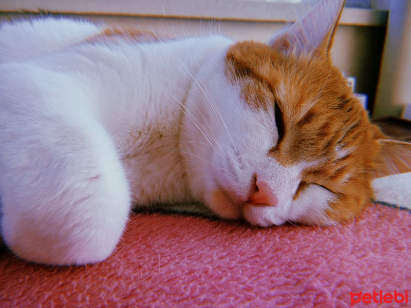 Tekir Kedi, Kedi  Pisimen fotoğrafı