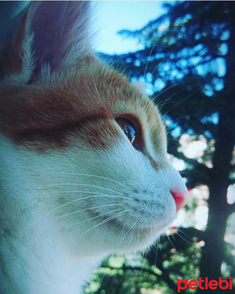 Tekir Kedi, Kedi  Pisimen fotoğrafı