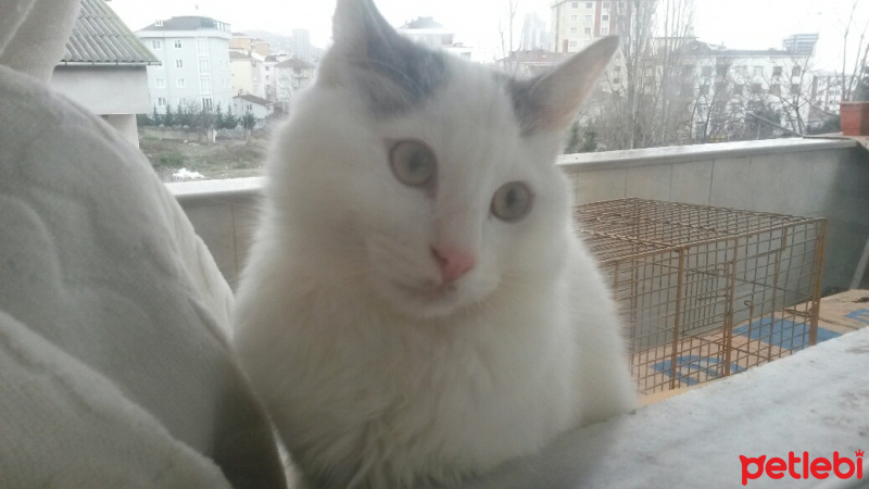 Tekir Kedi, Kedi  Tom fotoğrafı