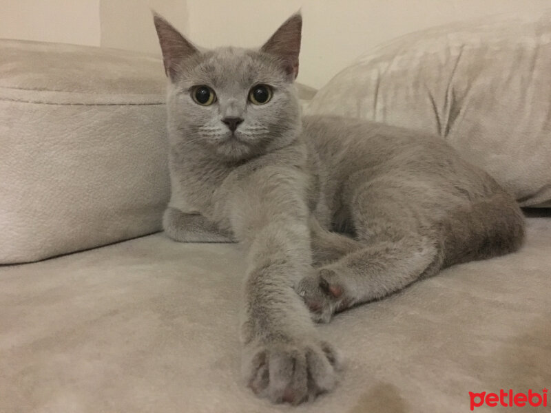 British Shorthair, Kedi  Mia fotoğrafı