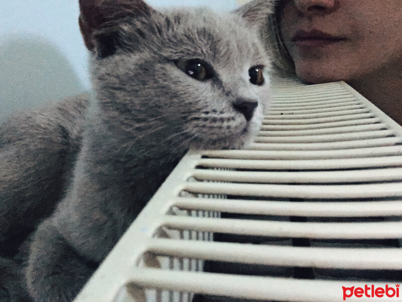 British Shorthair, Kedi  Mia fotoğrafı