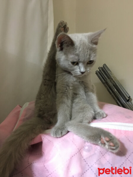 British Shorthair, Kedi  Mia fotoğrafı