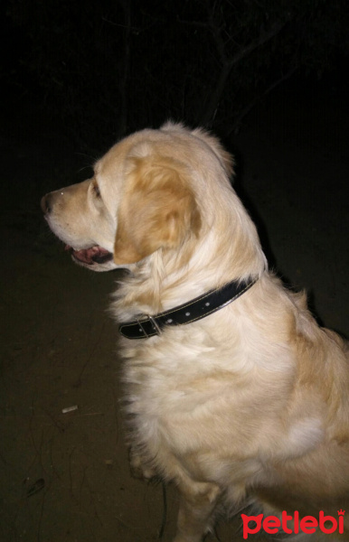 Golden Retriever, Köpek  Myra fotoğrafı