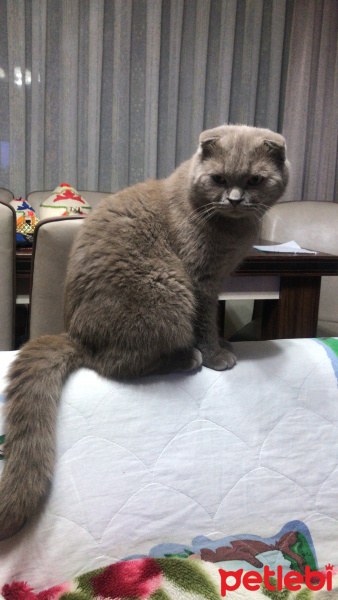 Scottish Fold, Kedi  Duman fotoğrafı